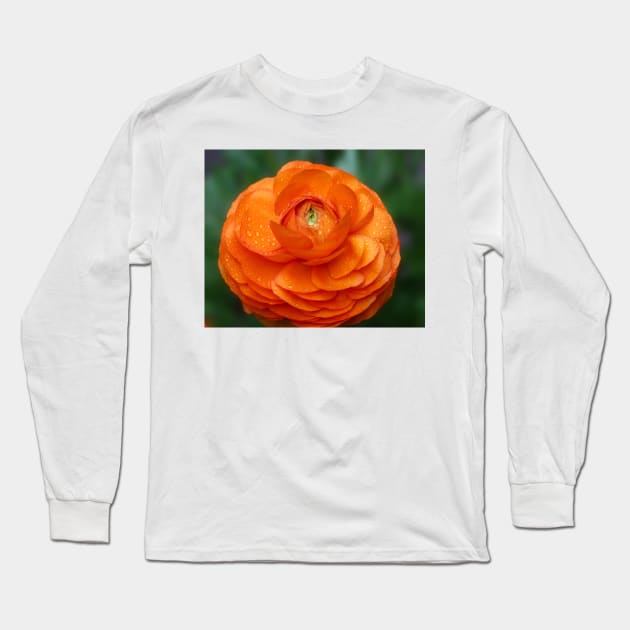 Orange Ranunculus Long Sleeve T-Shirt by ikshvaku
